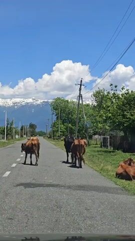 The video captures a rural road scene under a clear blue sky with fluffy white clouds. In the background, majestic mountains with snow-capped peaks are visible. Several cows are casually walking and standing on the paved road, obstructing traffic. One cow, closer to the camera, is brown with white markings on its head and has a bell around its neck. Another cow is entirely brown, and a third appears dark brown or black. On the sides of the road, there are green trees, utility poles with power lines, and glimpses of fences or houses. The road itself has white dashed lines indicating lanes. The footage is taken from inside a vehicle, likely a car, and the speaker comments in Russian, "Ну это обычная ситуация здесь," which translates to "Well, this is a common situation here," indicating that cows on the road are a frequent sight in this area (Akwaskia tshyts, Abkhazia). The weather is sunny, and the overall atmosphere is peaceful, despite the road blockage.