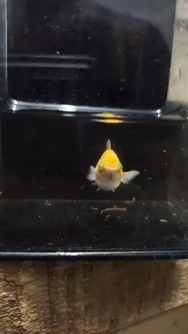 A fish swims in a tank. The fish is white with orange markings. The fish is facing the camera and then swims away. The video is of a fish in a tank.