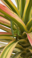 Morning garden moments: mantis feeds, watermelon enjoyed in Đà Lạt