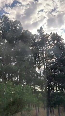 The video shows a low-angle, handheld shot of a forest canopy and sky. The sun is visible through scattered clouds and behind the trees, creating a lens flare effect and dappled light. The trees are tall and appear to be pine trees. The foliage is dense in some areas and sparser in others. The sky is blue with white and gray clouds. The camera is moving, possibly from a vehicle, as evidenced by the slight blur and the perspective of the trees. The overall impression is one of a natural, outdoor environment.
