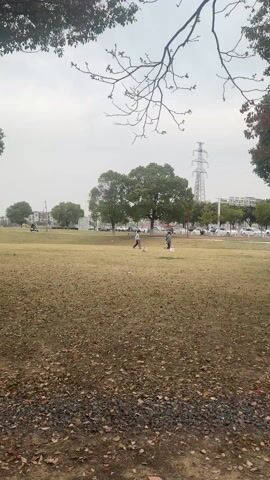 The video captures an outdoor scene on an overcast day, likely in a park or open grassy area. The ground is covered with dry, brown grass and scattered fallen leaves, suggesting autumn or winter. In the foreground, some darker patches of gravel or soil are visible. Bare tree branches frame the top of the shot.

In the mid-ground, four individuals, appearing to be young adults, are gathered in the grassy field. They are dressed in casual attire. Two large, leafy green trees stand behind them. Behind these trees, a road with several parked and moving cars is visible, along with some buildings in the distance. A tall metal power line tower is prominent on the right side of the background.

The four individuals appear to be playing a game. One person, wearing a light-colored top and dark pants, is positioned near a white conical marker, facing away from the camera. To their right, another person in a dark top and light pants holds a stick-like object, resembling a golf club, and swings it. A third person, wearing a green top, also holds a stick and stands slightly further to the right, near another white conical marker. The fourth person, in a dark top and dark pants, stands slightly behind the others, observing the activity. The movements suggest they are hitting small objects, possibly golf balls, towards or away from the white markers. The atmosphere appears casual and relaxed.