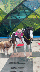 People interact with dogs and saddled horse in Da Lat