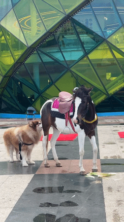 People interact with dogs and saddled horse in Da Lat