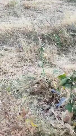 The video shows a first-person perspective of someone walking through a dry, grassy area. The ground is mostly dirt and dry vegetation. There are some scattered rocks and small plants. The camera pans slightly as the person walks, giving a sense of movement through the landscape. The lighting suggests it is daytime, possibly late afternoon or early morning due to the shadows. There are no other people or animals visible in the video. The overall scene is one of a barren, undeveloped outdoor environment.
