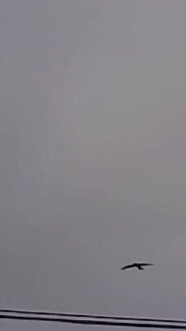 The video shows a bird flying against a grey, overcast sky. The bird is dark in color and its silhouette is visible. The bird is flapping its wings and gliding through the air.