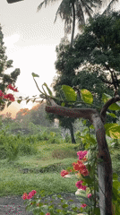 Tropical garden sunrise captured in video footage