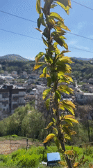 Animals and daily life documented in Zlatograd, Bulgaria