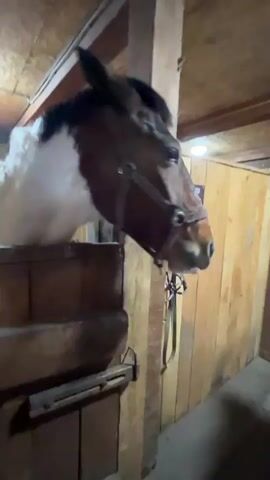 Inside a wooden stable, a brown and white horse wearing a bridle is captured from a low angle, looking over the top of its stall door. The horse initially has a wide-eyed expression, then vocalizes, appearing to "laugh" or open its mouth wide while shaking its head. It then lowers its head out of frame. The stable features wooden walls and ceiling, with visible ceiling lights. A sign with partially visible text (likely Russian, possibly "ПЕТЕР" or "ПЕГАС" – PEGASUS) hangs on the wooden wall to the right. The overall setting appears to be a barn or stable, located in Magnitskii, Russia.