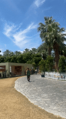 Pedestrian strolls palm-lined path in Indio outdoor area