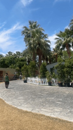 Pedestrian strolls palm-lined path in Indio outdoor area