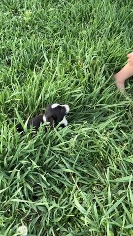 The video shows a small black and white puppy nestled in tall green grass. The puppy is lying down at first, then sits up and looks around with alert eyes. The grass is thick and lush, providing a natural camouflage for the small animal. The camera zooms in slightly to capture the puppy's adorable features. The puppy appears calm and curious, enjoying the surrounding environment.
