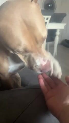 A close-up shot captures a light brown pit bull dog resting its paw on a person's hand. The dog's head is lowered, and its eyes are partially closed, suggesting a relaxed or affectionate mood. A human hand is visible, gently touching the dog's head. The background is softly blurred, showing hints of furniture, possibly a dining table and chairs, and a wall with a textured pattern. The overall lighting suggests an indoor setting, likely during the daytime. The dog has distinct pink and brown markings on its muzzle. The activity depicts a moment of connection and affection between a human and their pet. No visible text is present in the media.