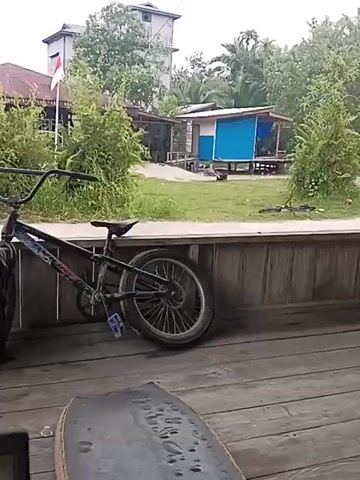 The media file captures an outdoor scene in Teluk Meranti, Indonesia. The foreground is dominated by a wooden deck and a portion of a flat object, possibly a surfboard or paddleboard. To the left, leaning against a wooden railing, is a BMX bicycle, its handlebars prominently displayed.

Beyond the railing, the scene opens to a grassy area dotted with trees. In the middle ground, there are a couple of simple, open-sided structures, one with a blue roof. A prominent building with a white upper section and a reddish lower section stands to the left, flying a white and red flag, likely the Indonesian flag.

The background is filled with lush green foliage and trees, indicative of a tropical environment. The sky appears overcast, suggesting a cloudy day.

The main activity observed is a child running across the grassy area in the middle ground. The child appears to be moving from right to left relative to the camera's perspective. Another figure, possibly another child or a smaller adult, is partially visible near one of the structures. The overall atmosphere seems relaxed and informal, possibly a residential or recreational area. No visible text is present in the media. The time of day appears to be daytime, based on the lighting conditions.