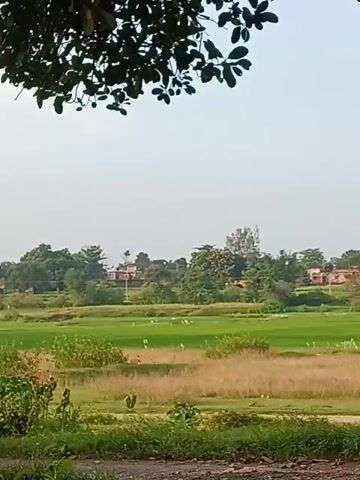 The video opens with a view of a rural landscape. The foreground is a dirt path bordered by grass. In the midground, there is a field with dry, yellow grass transitioning into a lush green field. Scattered white birds are visible in the green field. In the background, there are trees and several houses with red-tiled roofs. The sky is clear with a few clouds. The camera pans slowly from left to right, revealing more of the houses and trees. A large tree trunk dominates the right side of the frame in the later part of the video. The overall impression is one of a peaceful, sunlit day in the countryside.
