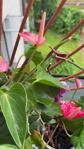 The video shows a close-up of a potted plant with several pink anthurium flowers and large green leaves. Some of the leaves and flowers are wet, suggesting it may be raining or has recently rained. The plant is positioned on a balcony or windowsill, with a blurred background of greenery and what appears to be a building. Red vertical bars, possibly part of a railing or trellis, are visible in the foreground, partially obscuring the plant. The lighting is soft and diffused, consistent with overcast weather. The camera is mostly stationary, with slight movements and subtle focus changes. There are no people or animals in the video. The overall mood is calm and natural.