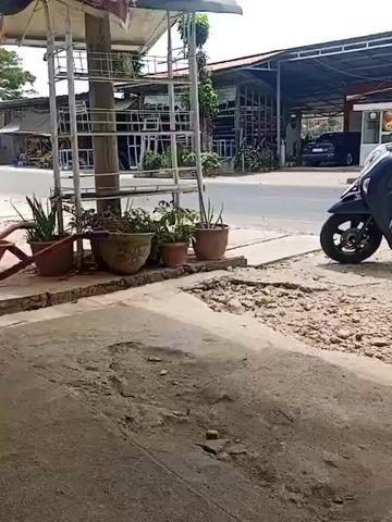 A dark blue scooter with beige accents is parked on a dirt shoulder next to a paved road. The scooter is angled towards the left of the frame. In the background, there is a building with a corrugated metal roof, and a smaller structure with a sign that appears to read "Mariah". Several potted plants are visible on the left side of the frame, near a metal pole. The ground in the foreground and around the scooter is rough and uneven, with patches of exposed gravel and dirt. A person is visible in the background, standing inside the open structure. The scene appears to be outdoors during the daytime, with clear weather.