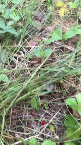 The video shows a close-up view of wild strawberries growing in a grassy, wooded area. The camera pans across the scene, focusing on the red berries and green leaves. At one point, a hand enters the frame and reaches towards the strawberries. The sunlight filters through the trees, creating dappled shadows on the ground. The overall impression is one of a natural, outdoor environment, with a focus on the detail of the wild fruit.