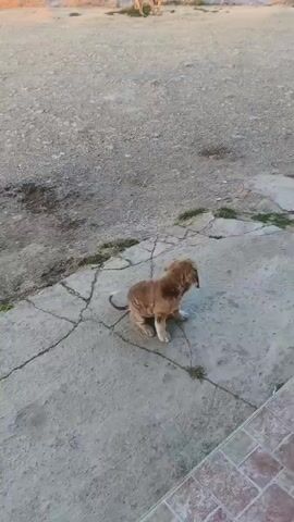 A brown dog with a curled tail sits on a cracked concrete surface. In the background, two lions stand in a barren, dusty area under a pale sky. The dog appears to be facing away from the viewer and towards the lions. The lighting suggests it is either early morning or late afternoon.
