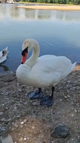 The video shows three white swans near a body of water. The foreground features a large swan standing on a rocky shore, facing the camera. Its beak is orange with a black tip, and its eyes are dark with a black patch around them. The swan's neck is curved in an S-shape. In the background, another swan is partially submerged in the water, with its head down as if drinking or feeding. Further in the distance, a third swan is swimming or floating on the water. The water is calm and reflects the sky and the surrounding landscape, which includes a sandy bank with trees and some buildings or structures on the far side. The overall lighting suggests it is daytime, likely a sunny day. The camera is positioned at a low angle, close to the ground.