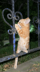 Ginger kitten plays and climbs a fence in Şişli at night
