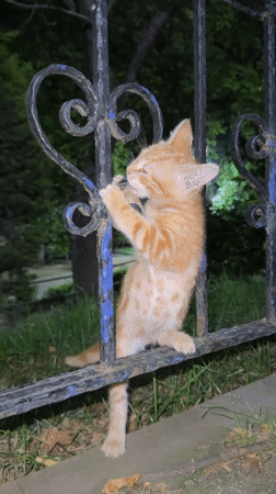 Ginger kitten plays and climbs a fence in Şişli at night