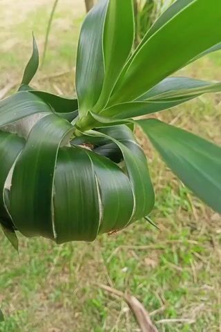 The video shows a close-up of a green plant with long, slender leaves. Some of the leaves are wrapped around the stem, forming a nest-like structure. A few small, red ants are visible on and around the nest. The background is blurred and appears to be an outdoor environment with green grass and some brown foliage. The camera is positioned overhead and slightly angled, giving a clear view of the plant and the ants. The video is short, with the timestamps indicating it lasts only a few seconds.