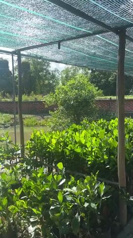 This is a video of a nursery with many young trees. The trees are planted in black pots and lined up in rows. The nursery is covered with a green net that provides shade. In the background, there is a body of water and a brick wall. The sky is blue with some clouds. The video is shot from a low angle, looking up at the trees and the net. The camera is moving slowly, panning across the scene. The overall impression is one of a peaceful and productive agricultural setting.