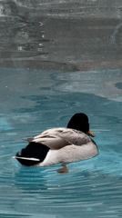 Ducks visit backyard pool in Chula Vista overnight