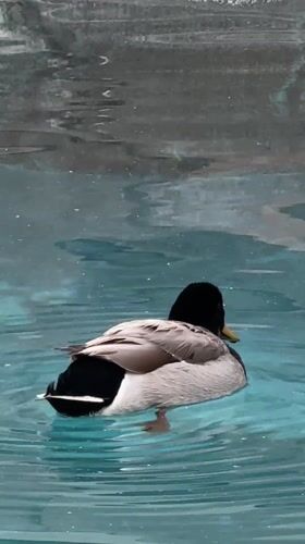 Ducks visit backyard pool in Chula Vista overnight