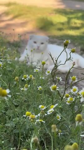 A white Scottish Fold cat with orange eyes is lying in grass amongst white daisies. The cat is in focus and looking at the camera. The background is blurred and shows a dirt path and more grass. The video begins with the cat scratching its neck.