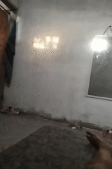 Two cats in a sunlit concrete room, Plemahan
