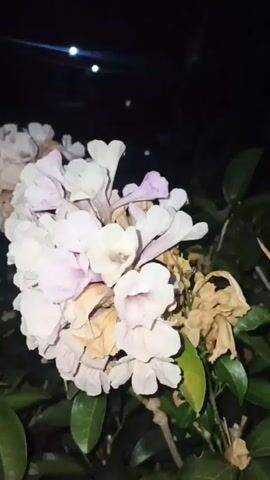 A close-up video shows a cluster of light purple and white flowers on a dark background. The flowers are bell-shaped and clustered together. Some of the flowers appear to be wilting or dried. Green leaves are visible below the flowers. The lighting suggests it is nighttime.
