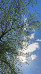 Morning sky observed through tree canopy with sunlight effects