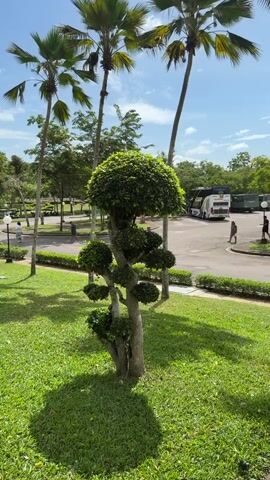 This is a video of a scenic outdoor area with lush green grass and palm trees. In the foreground, a meticulously shaped tree with a rounded canopy and branching trunk stands prominently. The background shows a parking lot with several vehicles, including a bus and what appears to be a fire truck. Two people are visible walking in the parking lot, and a flag is planted in the ground. The sky is partly cloudy, indicating a bright day. The camera pans slowly to the right, offering a wider view of the environment.