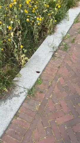 A close-up shot captures a butterfly resting on a speckled gray granite curb. The butterfly, with its wings spread, displays a striking pattern of dark brown and reddish-orange, bordered by white spots. Its antennae are visible. The curb runs along a patch of lush green grass and some flowering yellow plants, suggesting an outdoor setting. To the right of the curb, a brick pathway is visible, laid in a herringbone pattern. The lighting suggests it is daytime, possibly late morning or early afternoon, with overcast skies as there are no strong shadows. The scene appears calm and natural, a snapshot of a moment in a garden or park-like area. No text is visible in the media file.