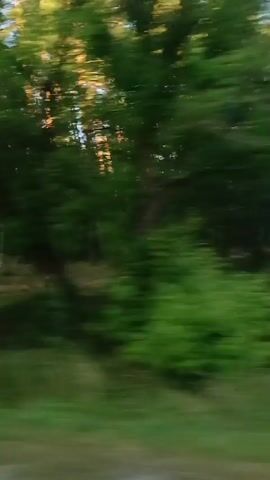The video shows a blurred, side-view perspective of a wooded area. Green foliage, primarily trees with light brown trunks, dominates the scene. In the distance, there appear to be several small wooden structures, possibly gazebos or sheds, interspersed with the trees. The ground in the foreground is a mix of grass and dirt or gravel. The movement suggests the footage was captured from a moving vehicle.