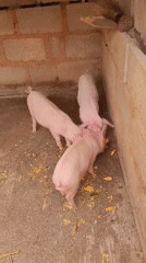 Daily life scenes captured in Bukuru Nigeria including pigs