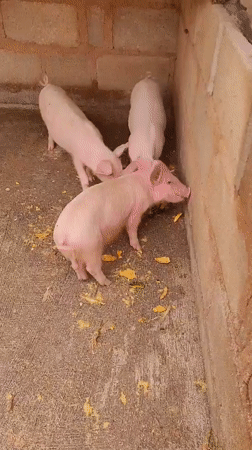 Daily life scenes captured in Bukuru Nigeria including pigs