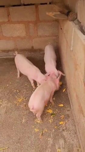 Daily life scenes captured in Bukuru Nigeria including pigs