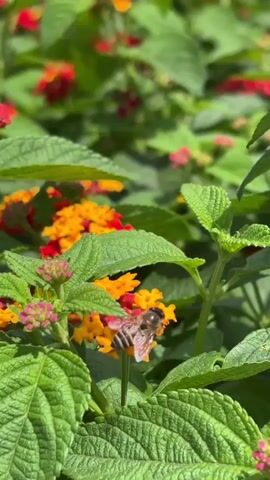 A bee hovers in the air near a bush with red and orange flowers and green leaves. The bee then lands on one of the flowers and appears to be collecting nectar. The camera then zooms out slightly, showing more of the flowering bush.