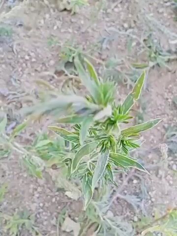The video shows a close-up, slightly shaky shot of a small green plant growing in dry, sandy soil. The plant has multiple branches with narrow, pointed leaves. Some of the leaves appear to have a whitish or silvery edge. Small clusters of undeveloped buds or flowers are visible at the tips of some branches. The background is blurred, consisting of more dry soil and sparse vegetation. The lighting suggests it is daytime, possibly outdoors. There are no people or animals visible in the video.