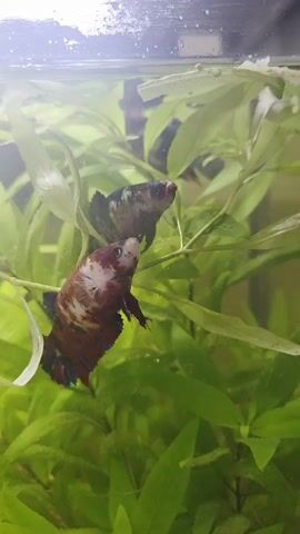 The video shows two Betta fish swimming in an aquarium among green plants. The fish are close together, and their bodies are partially visible. The lighting is dim, and the water appears clear. There are some air bubbles on the surface of the water.