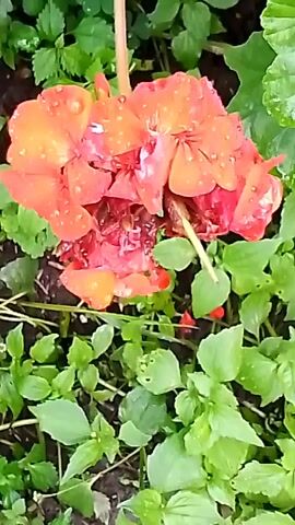 The video shows a close-up, slightly shaky shot of an orange and red flower with water droplets on its petals. The flower is hanging down, and its petals appear somewhat wilted or damaged in the center. Surrounding the flower is lush green foliage, with some of the leaves also appearing wet. The background is out of focus, suggesting a natural outdoor environment like a garden. The lighting is natural, and the overall impression is of a flower after rain.