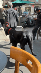 Person in suit walks Great Dane past Milan cafe