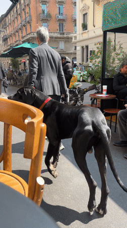 Person in suit walks Great Dane past Milan cafe