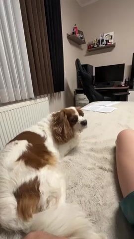 A fair-skinned human hand pets a white and brown Cavalier King Charles Spaniel lying on a light-colored, fluffy bedspread. The dog looks towards the hand, then closes its eyes and yawns as it is stroked on the head and neck. A human leg, clad in teal shorts, is visible on the right. In the background, a room features vertical blinds, a radiator, wall-mounted shelves with various objects, a black gaming chair, a white desk with a computer monitor, keyboard, and mouse. Papers are also present on the bed.