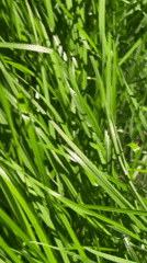 Shanghai witness records grass, building transition footage