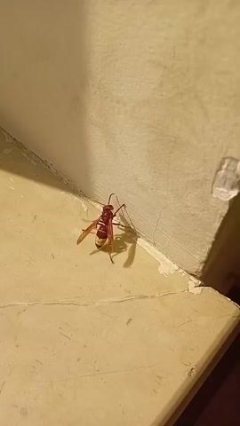 A close-up video shows a hornet on a tiled floor next to a wall. The hornet is reddish-brown with yellow markings on its abdomen. It appears to be stationary. The video then pans to a window, showing a hornet on the outside of the glass. The hornet is then shown flying away from the window. The video continues to show the hornet flying in front of a building in the distance.