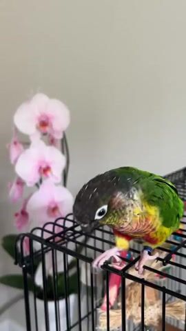 The video shows a green-cheeked conure parrot perched on top of its black wire cage. The parrot is mostly green with a yellow breast, reddish-pink markings on its chest and neck, and a dark brown head. It has a white ring around its eye and a black beak. The parrot is looking down and to the left. In the background, out of focus, are several pink orchids. The lighting in the room is soft and the walls appear to be a neutral color.