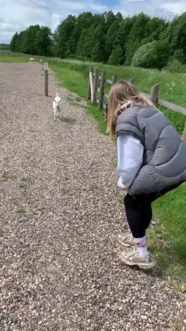 A young white goat walks towards a person who is squatting down and filming the goat with a smartphone. The person is wearing a gray puffer vest over a white sweatshirt and black pants, with chunky sneakers. The goat stops in front of the person and nudges their hand. The background shows a gravel path, a wooden fence, and green grass. The scene appears to be outdoors on a sunny day.